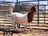 1X BOER GOAT DOE SAAMSTAAN BOERBOKKE