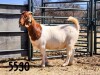 1X BOER GOAT DOE SAAMSTAAN BOERBOKKE