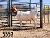 1X BOER GOAT DOE SAAMSTAAN BOERBOKKE