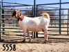 1X BOER GOAT DOE SAAMSTAAN BOERBOKKE