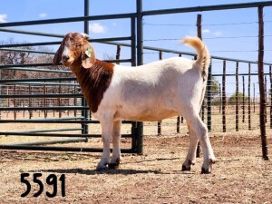 1X BOER GOAT DOE SAAMSTAAN BOERBOKKE