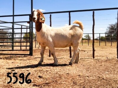 1X BOER GOAT DOE SAAMSTAAN BOERBOKKE