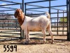 1X BOER GOAT DOE SAAMSTAAN BOERBOKKE