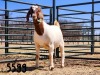 1X BOER GOAT DOE SAAMSTAAN BOERBOKKE