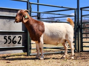 1X BOER GOAT DOE SAAMSTAAN BOERBOKKE