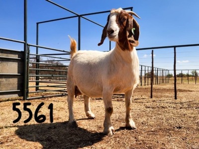 1X BOER GOAT DOE SAAMSTAAN BOERBOKKE