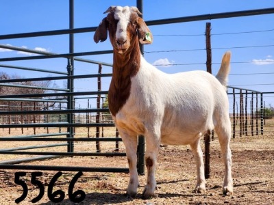 1X BOER GOAT DOE SAAMSTAAN BOERBOKKE