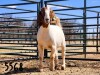 1X BOER GOAT DOE SAAMSTAAN BOERBOKKE