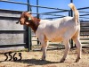 1X BOER GOAT DOE SAAMSTAAN BOERBOKKE