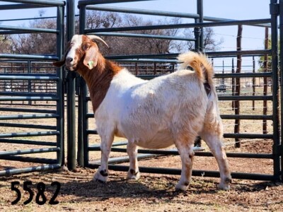 1X BOER GOAT DOE SAAMSTAAN BOERBOKKE