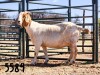 1X BOER GOAT DOE SAAMSTAAN BOERBOKKE