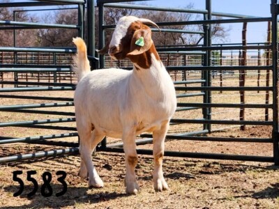 1X BOER GOAT DOE SAAMSTAAN BOERBOKKE