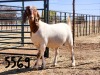 1X BOER GOAT DOE SAAMSTAAN BOERBOKKE