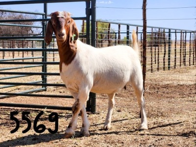 1X BOER GOAT DOE SAAMSTAAN BOERBOKKE