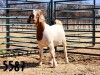 1X BOER GOAT DOE SAAMSTAAN BOERBOKKE