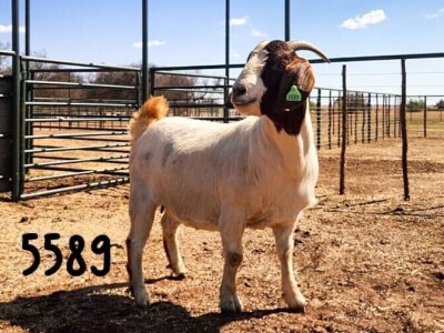 1X BOER GOAT DOE SAAMSTAAN BOERBOKKE