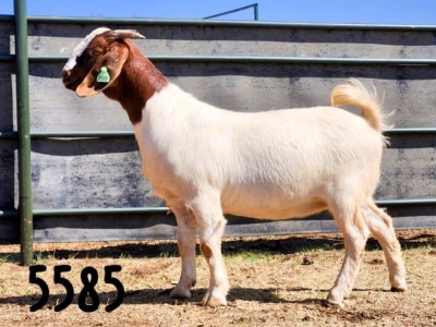 1X BOER GOAT DOE SAAMSTAAN BOERBOKKE