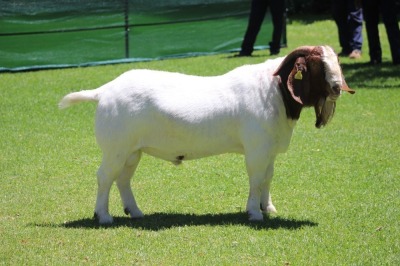 1X BOER GOAT BUCK HORISON BOERBOKSTOET