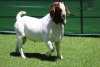 1X BOER GOAT BUCK HORISON BOERBOKSTOET