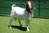 1X BOER GOAT BUCK HORISON BOERBOKSTOET - 2