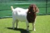 1X BOER GOAT BUCK HORISON BOERBOKSTOET