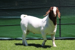 1X BOER GOAT BUCK HORISON BOERBOKSTOET