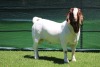 1X BOER GOAT BUCK HORISON BOERBOKSTOET - 2