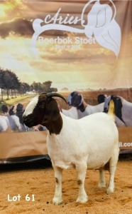 1X BOER GOAT DOE ARIES BOERBOK STUD