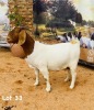 1X BOER GOAT DOE ARIES BOERBOK STUD