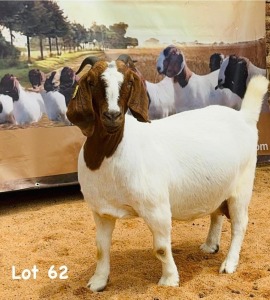 1X BOER GOAT DOE ARIES BOERBOK STUD