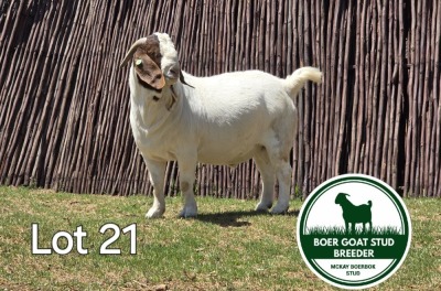 1X BOER GOAT BUCK MCKAY BOERBOK STUD