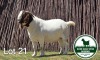 1X BOER GOAT BUCK MCKAY BOERBOK STUD - 2