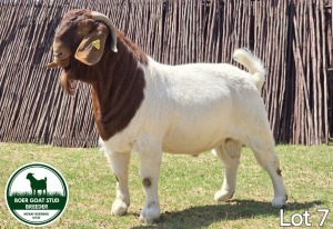 1X BOER GOAT BUCK MCKAY BOERBOK STUD