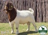 1X BOER GOAT BUCK MCKAY BOERBOK STUD - 2