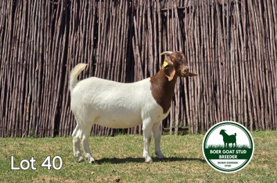 1X BOER GOAT DOE MCKAY BOERBOK STUD