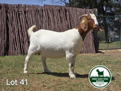 1X BOER GOAT DOE MCKAY BOERBOK STUD