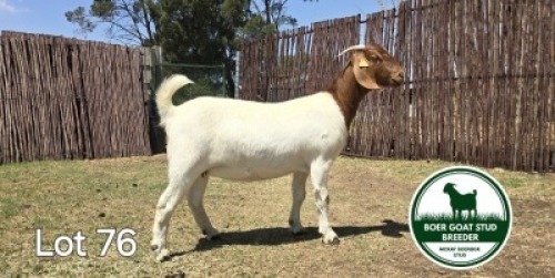 1X BOER GOAT DOE MCKAY BOERBOK STUD