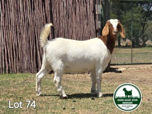 1X BOER GOAT DOE MCKAY BOERBOK STUD