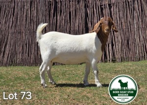 1X BOER GOAT DOE MCKAY BOERBOK STUD