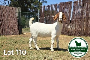 1X BOER GOAT DOE MCKAY BOERBOK STUD