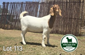 1X BOER GOAT DOE MCKAY BOERBOK STUD