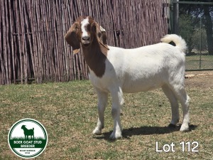 1X BOER GOAT DOE MCKAY BOERBOK STUD