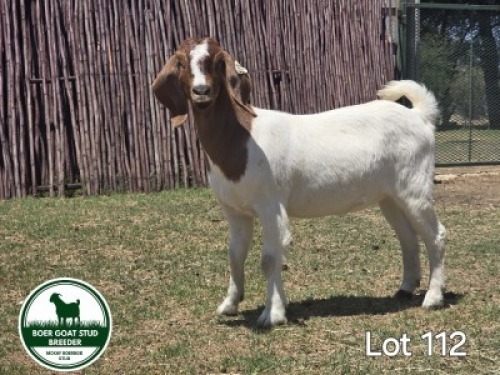 1X BOER GOAT DOE MCKAY BOERBOK STUD