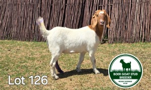 1X BOER GOAT DOE MCKAY BOERBOK STUD