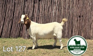 1X BOER GOAT DOE MCKAY BOERBOK STUD