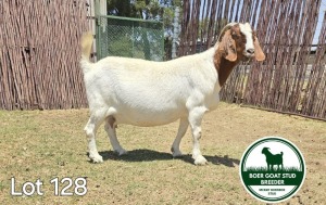 1X BOER GOAT DOE MCKAY BOERBOK STUD