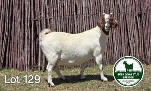 1X BOER GOAT DOE MCKAY BOERBOK STUD