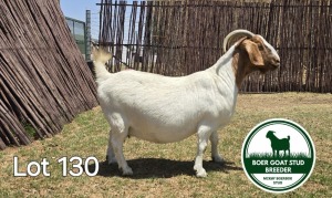 1X BOER GOAT DOE MCKAY BOERBOK STUD