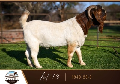 1X BOER GOAT BUCK AUCAMP BOER GOAT STUD