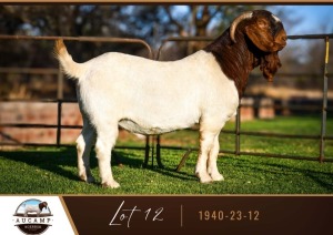 1X BOER GOAT BUCK AUCAMP BOER GOAT STUD